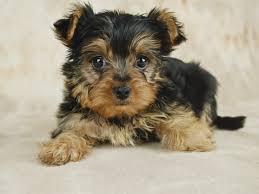 animales y mascotas - Yorkie baron 5 meses