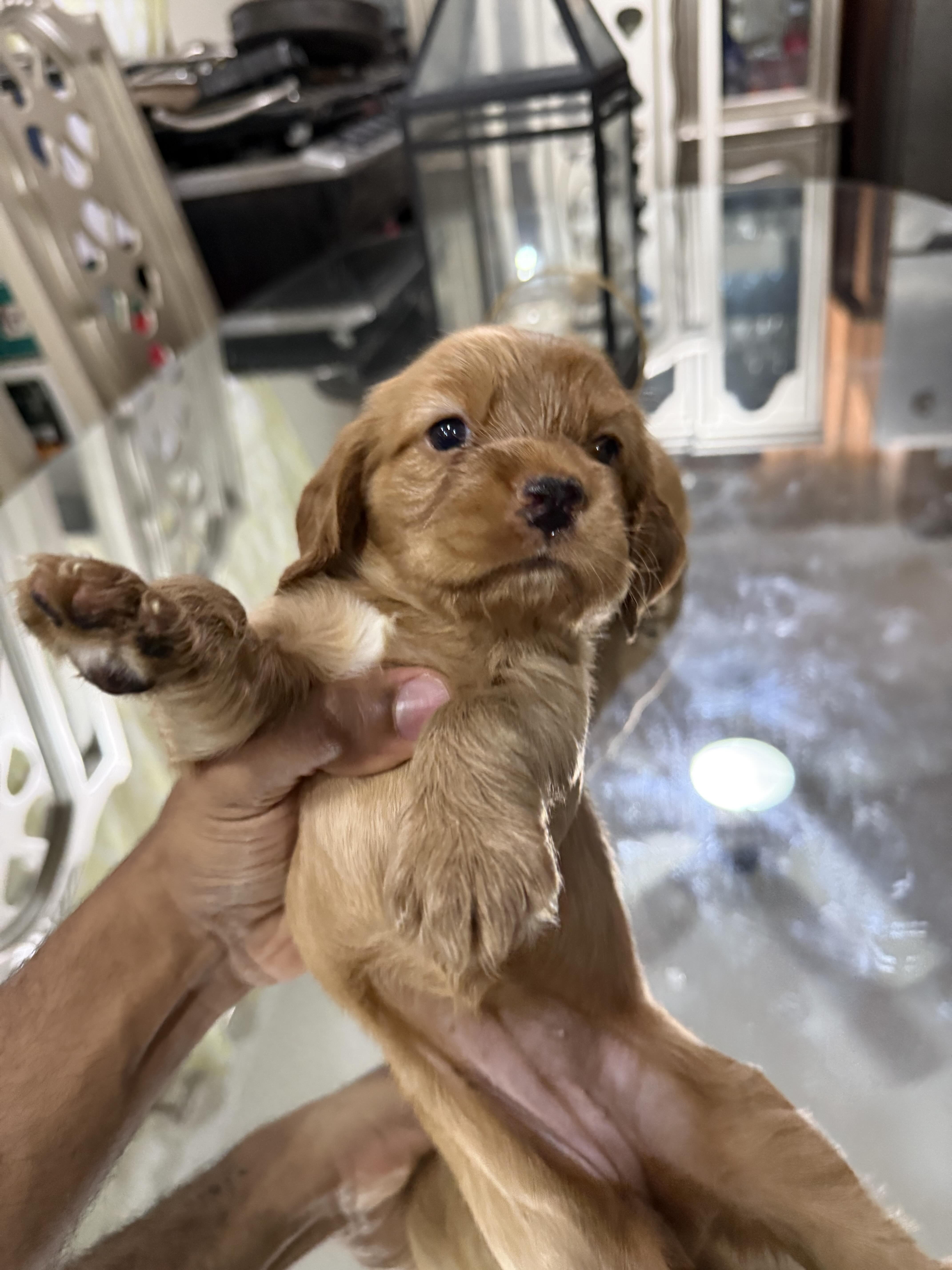 animales y mascotas - Cocker Spaniel 1