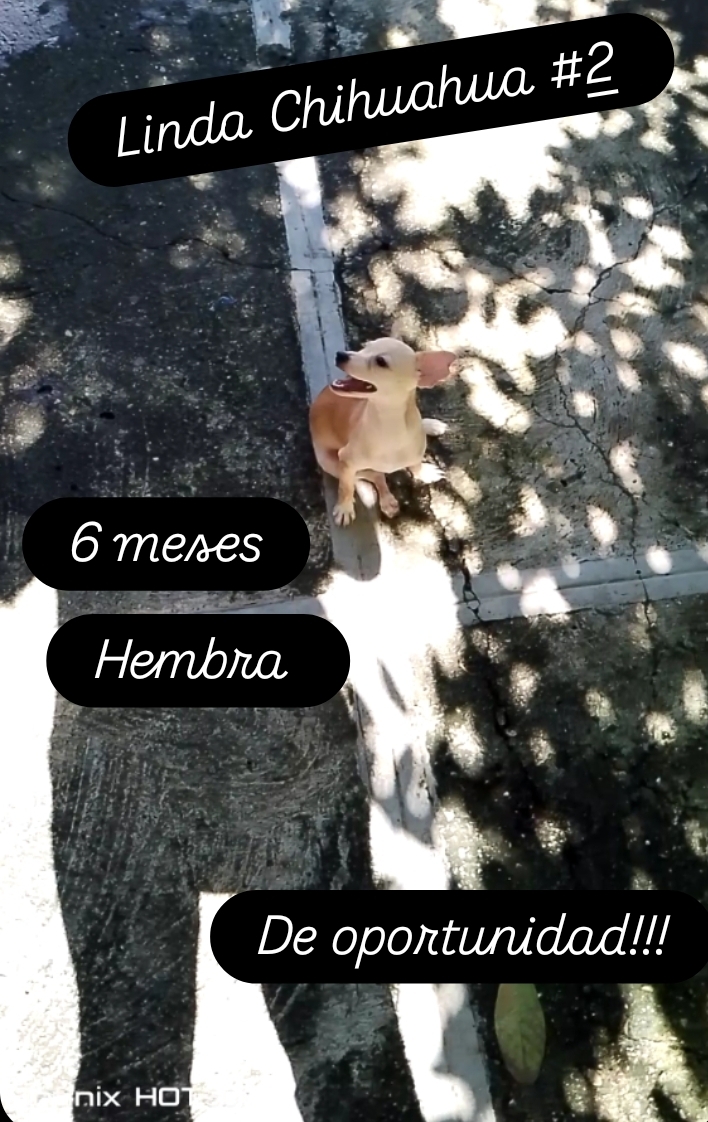 animales y mascotas - Chihuahua Cabeza de Venado Hembra #2 Dorada