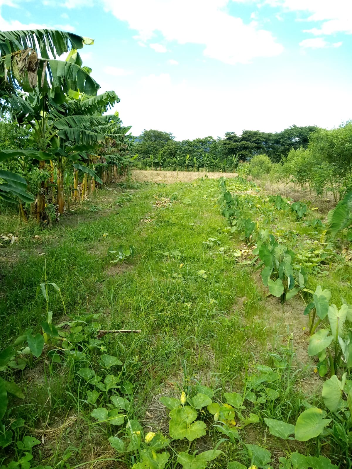 solares y terrenos - Finca en Rancho Arriba en San José de Ocoa 0