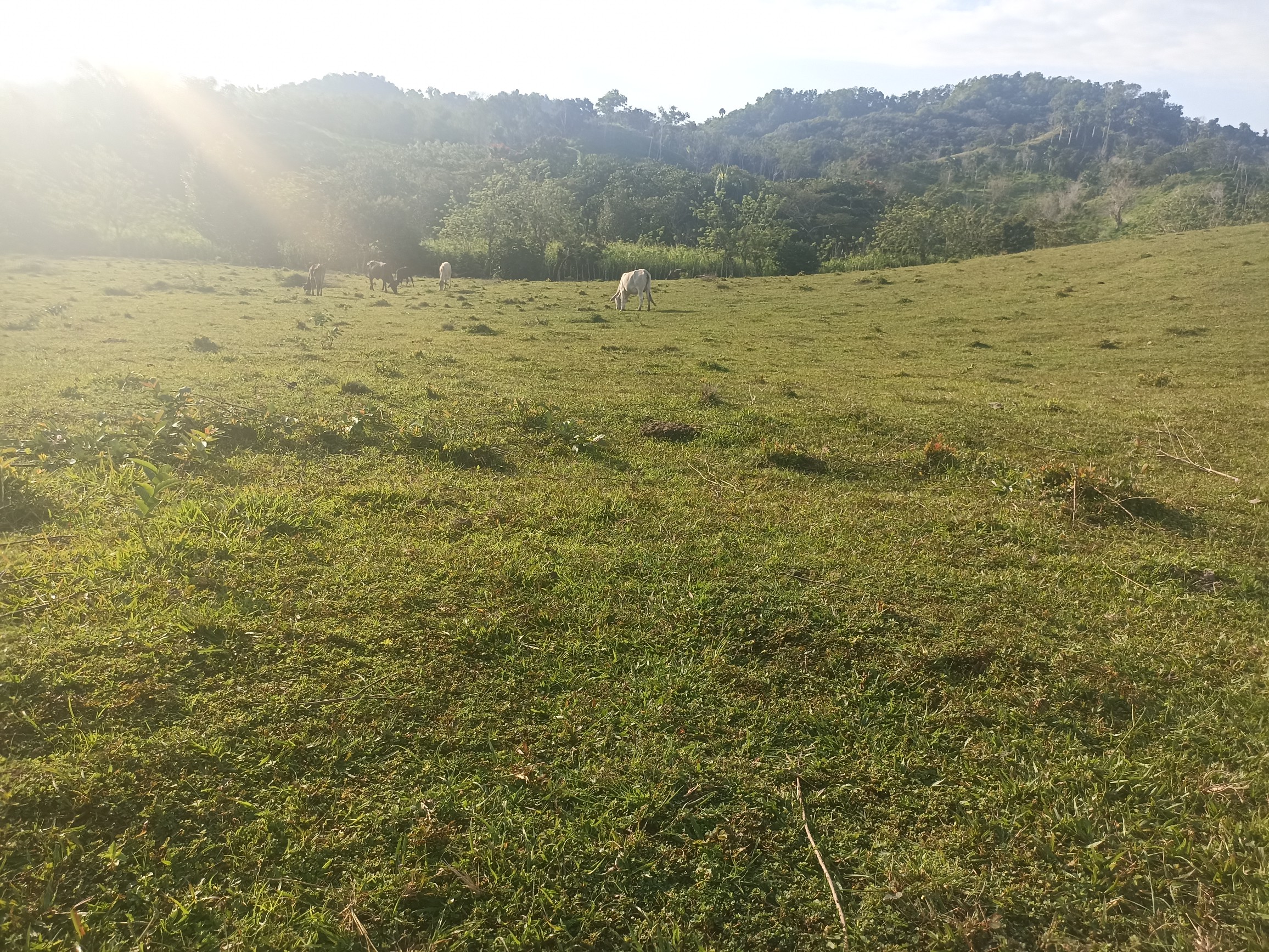 solares y terrenos - Finca ganadera a las afueras de la ciudad con agua a buen precio  2