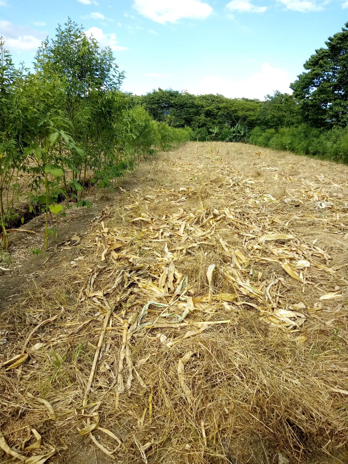 solares y terrenos - Finca en Rancho Arriba en San José de Ocoa 1