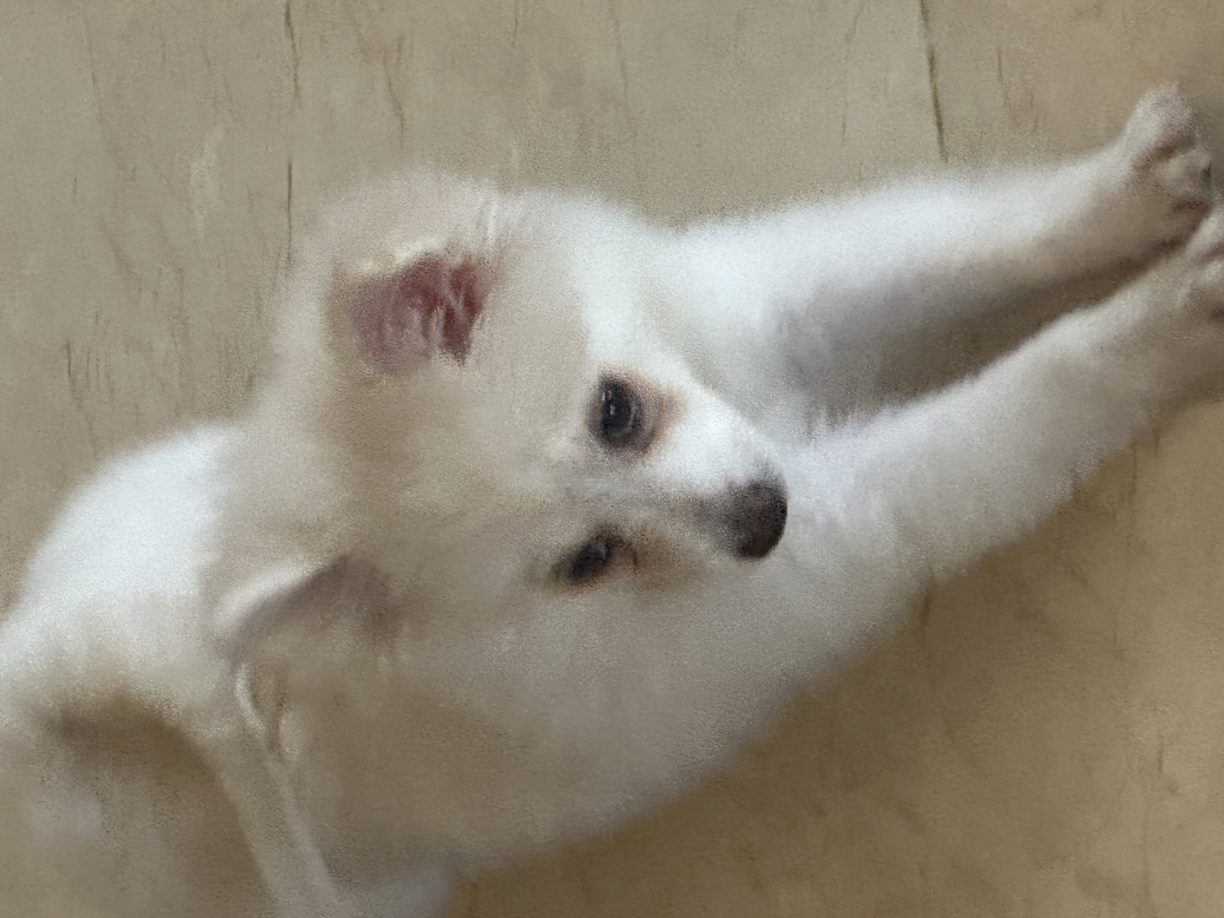 animales y mascotas - se vende cachorro de Pomerania 4 1/2  meses macho 