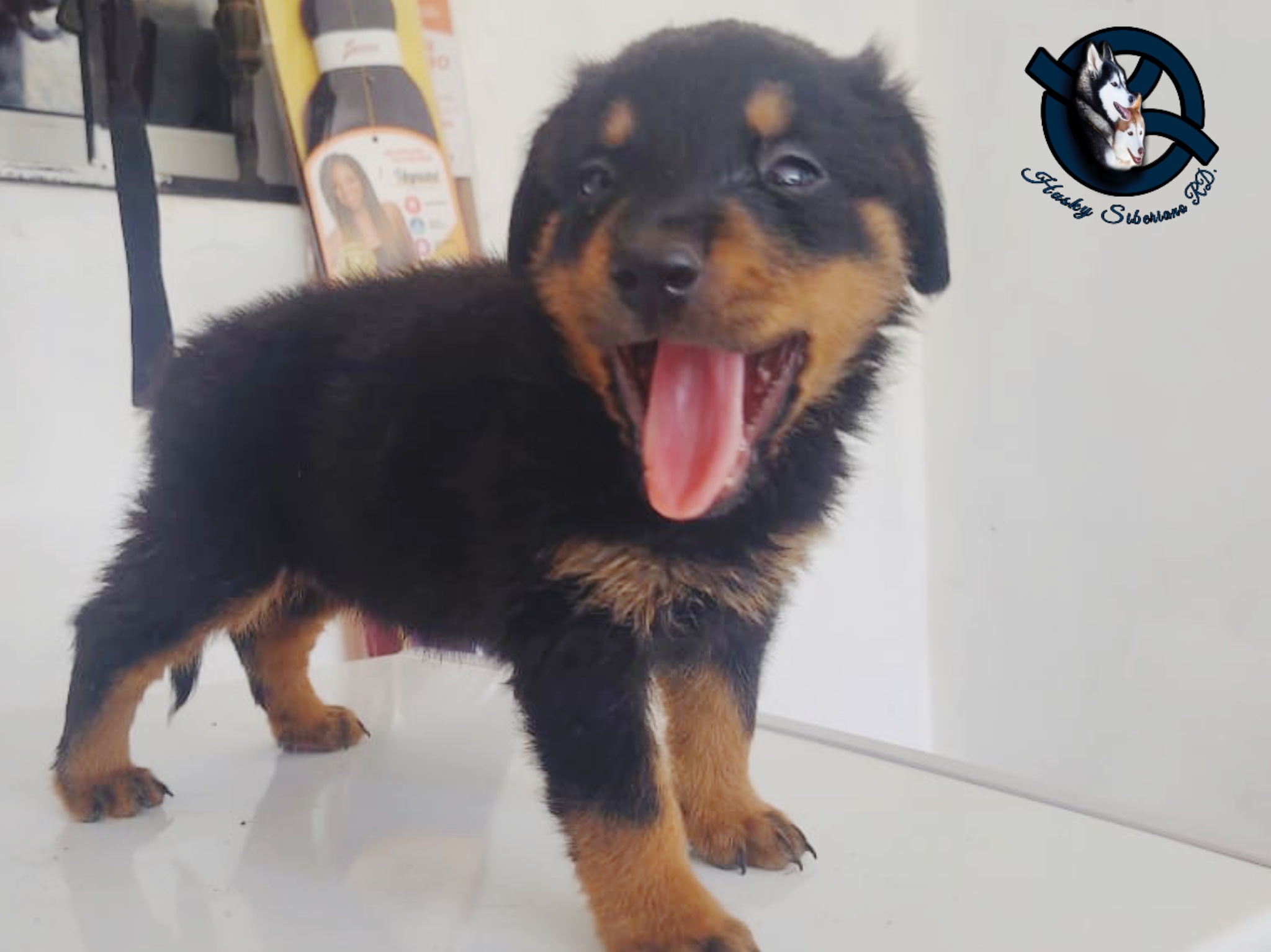 animales y mascotas - Rottwirer ambos sexos  1