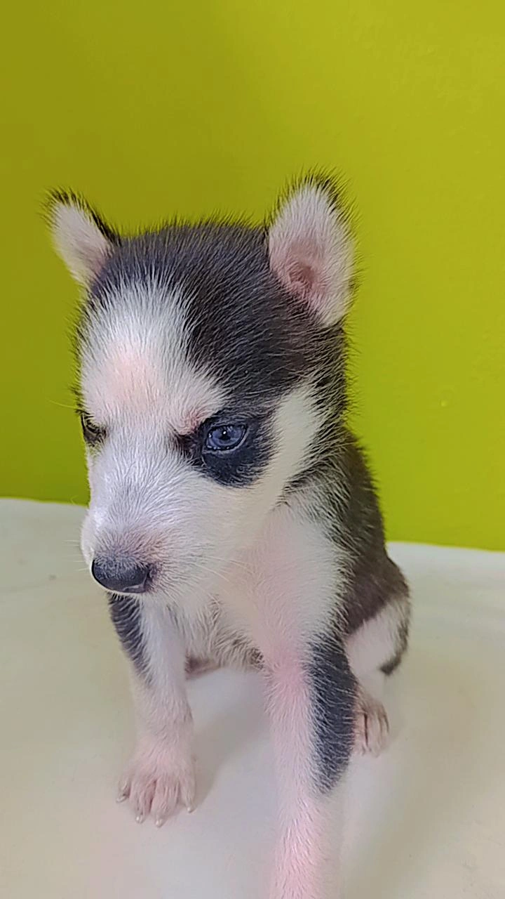 animales y mascotas - Perros husky siberiano puro en venta  1