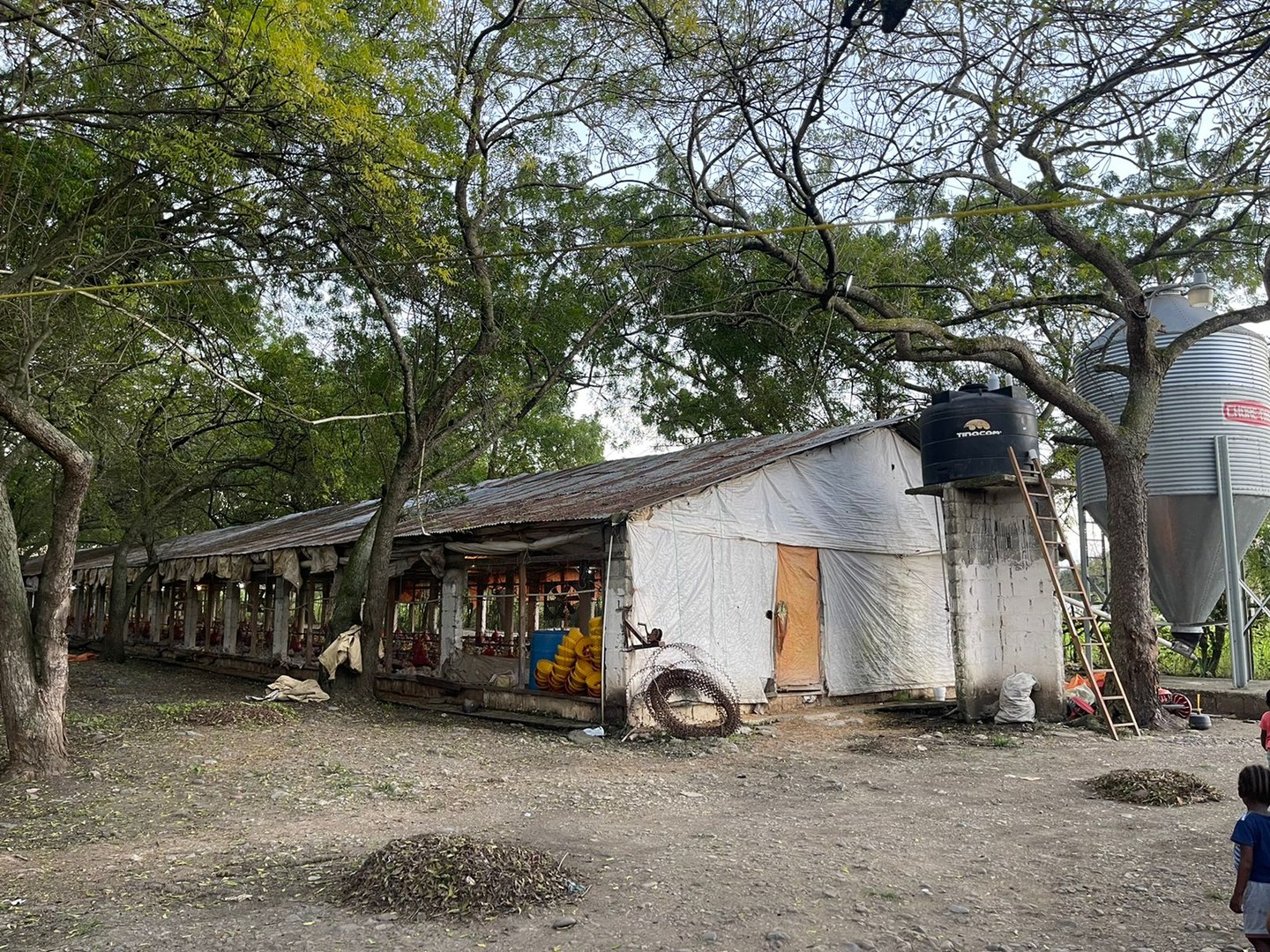 otros inmuebles - Granja de pollo  en moca con  30 tareas 3