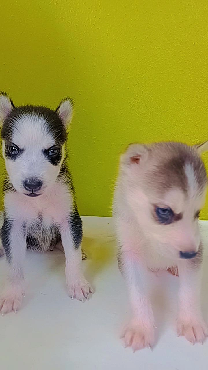 animales y mascotas - Perros husky siberiano puro en venta  2