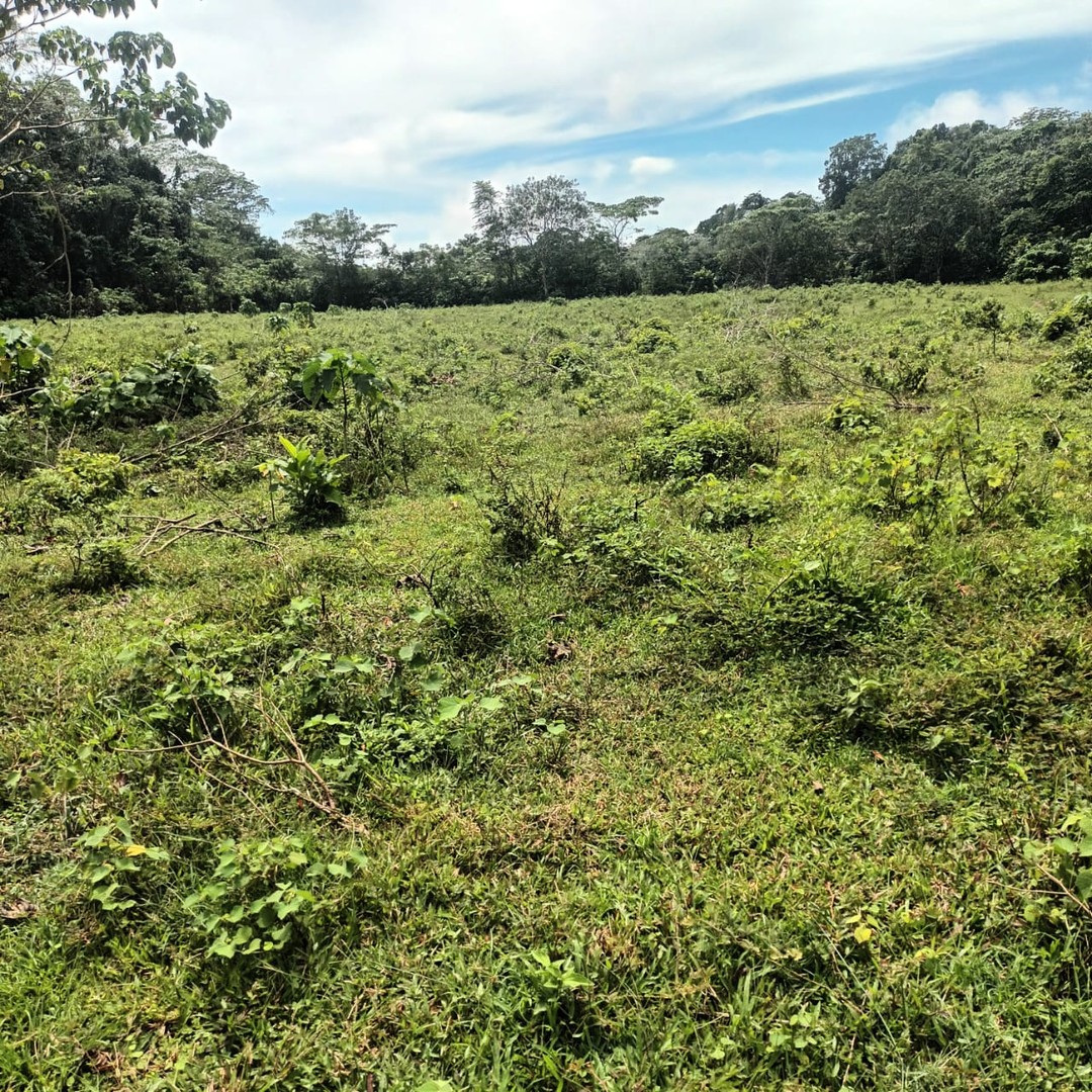 solares y terrenos - Vendo Finca en Bayaguana