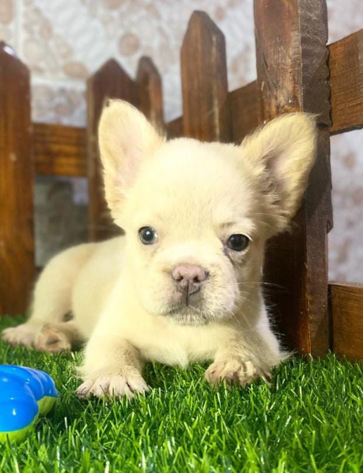 animales y mascotas - bulldog francés Fluffy hembra 