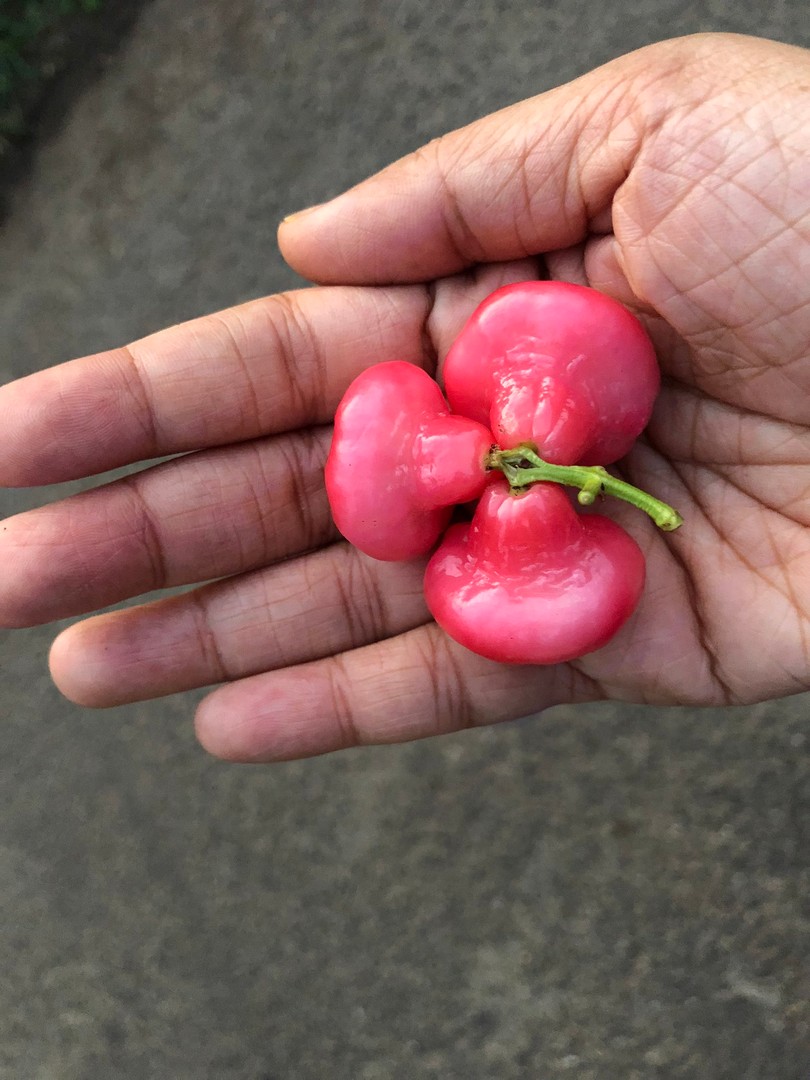 herramientas, jardines y exterior - Frutales del caribe plantas exóticas y convencionales a tu alcance 