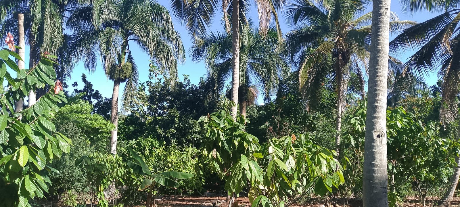 solares y terrenos - Vendo finca sembrada de cacao en el distrito municipal mamá Tingo (yamasa)48  1