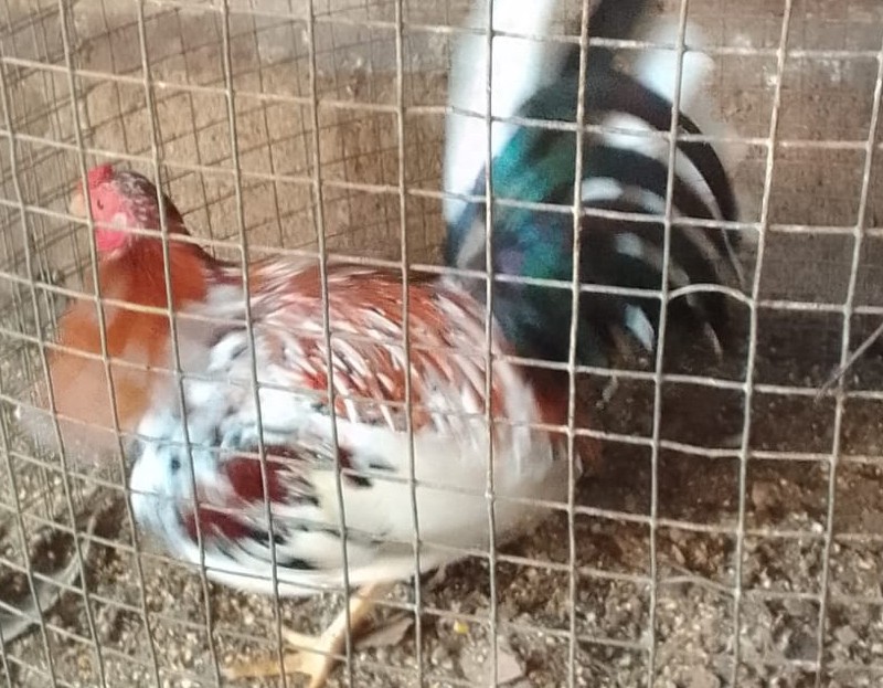 animales y mascotas - se vende gallo de pelea a buen precio si te interesa llamame o contarme  1