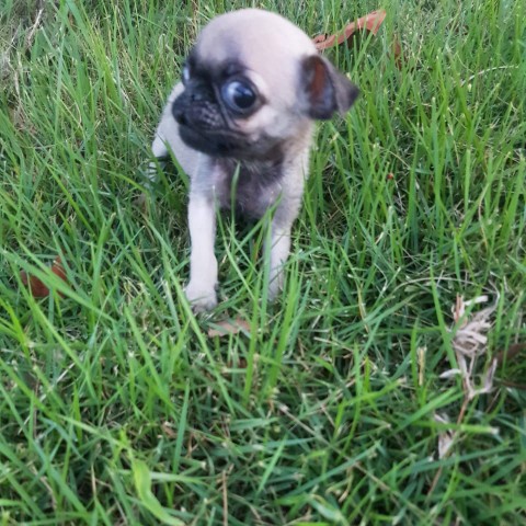 animales y mascotas - Cachorro Pug Carlino 100% pura raza.