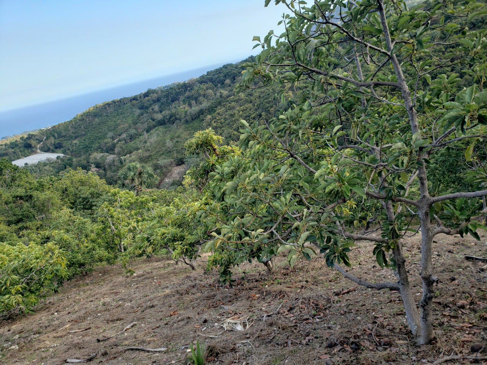 apartamentos -  Finca de AGUACATE en PRODUCCION en Paraíso BARAHONA,  255600 Mts2, VISTA AL MAR 4