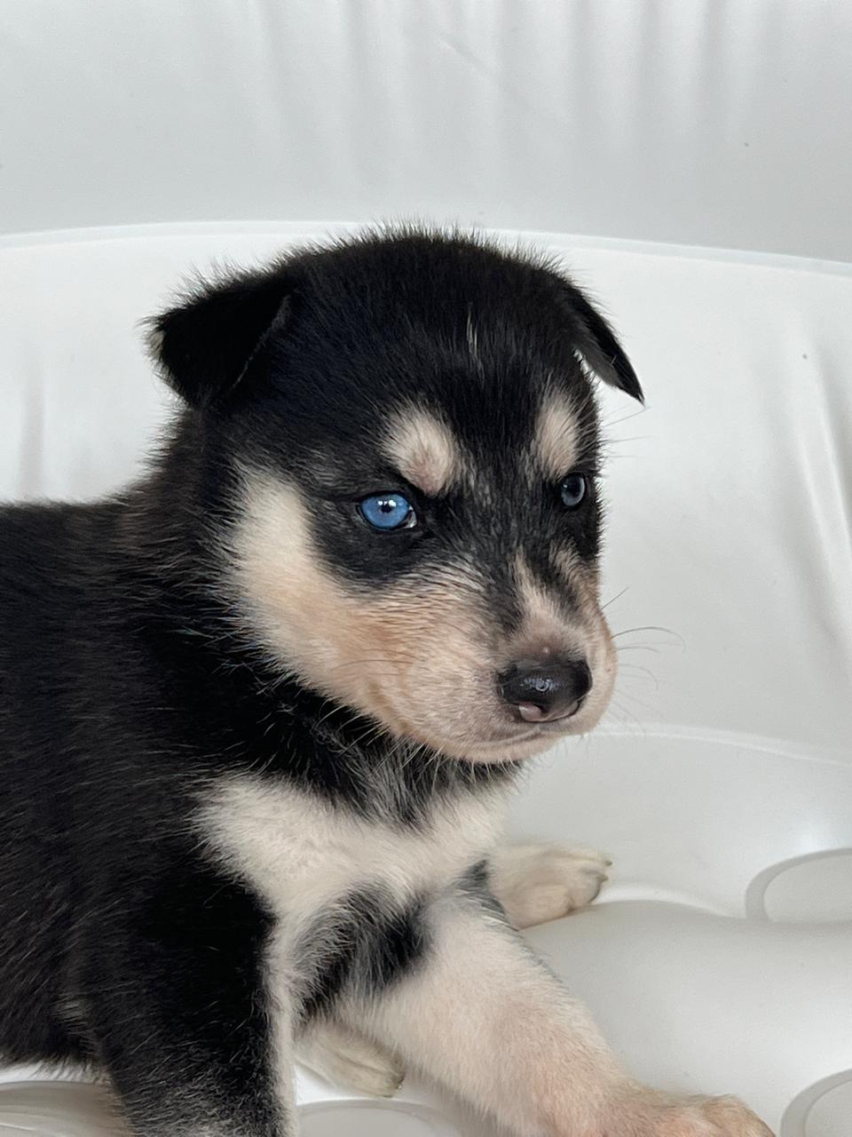 animales y mascotas - Husky Siberiano en Venta 1