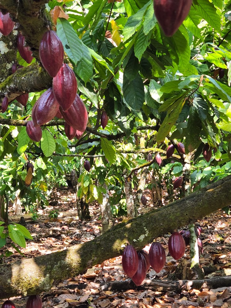 solares y terrenos - Finca 1,500 tareas sembrada de Cacao San Francisco de Macorís 0