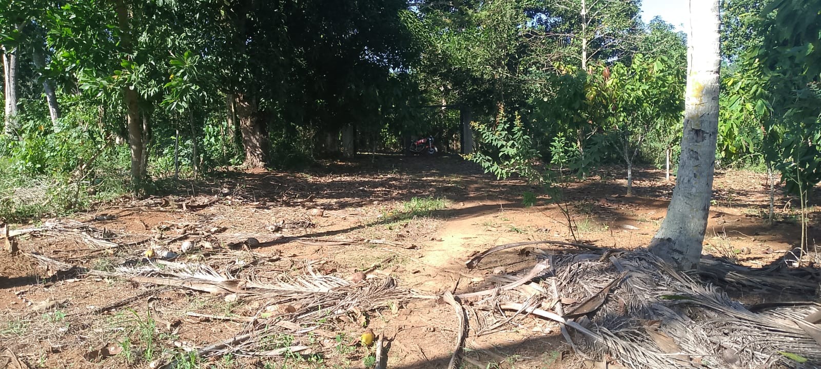 solares y terrenos - Vendo finca sembrada de cacao en el distrito municipal mamá Tingo (yamasa)48  2