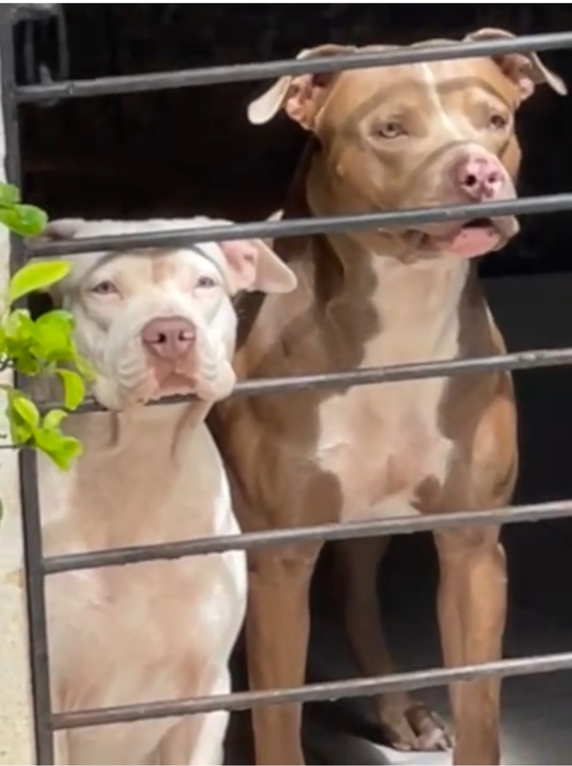 animales y mascotas - American Pitbull Blue fawn 100%Padres de Miami Fl.  1 disponible