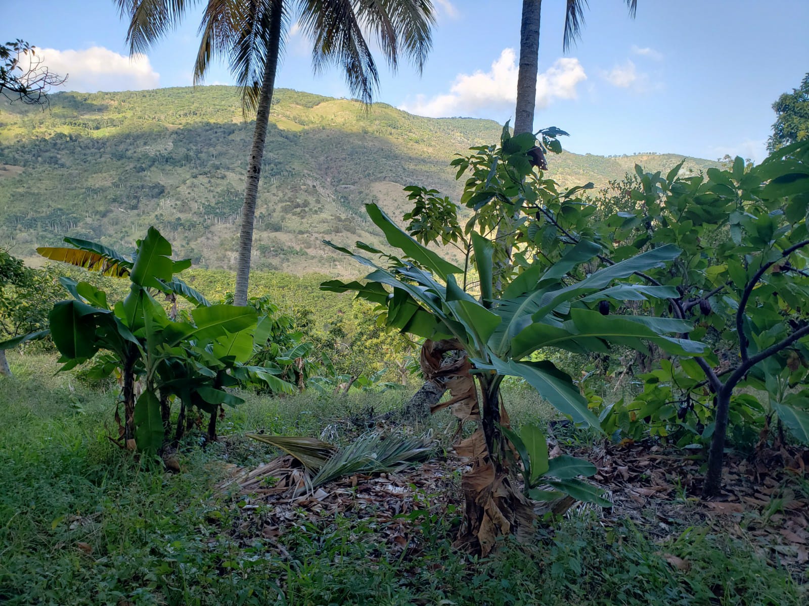 apartamentos -  Finca de AGUACATE en PRODUCCION en Paraíso BARAHONA,  255600 Mts2, VISTA AL MAR 5