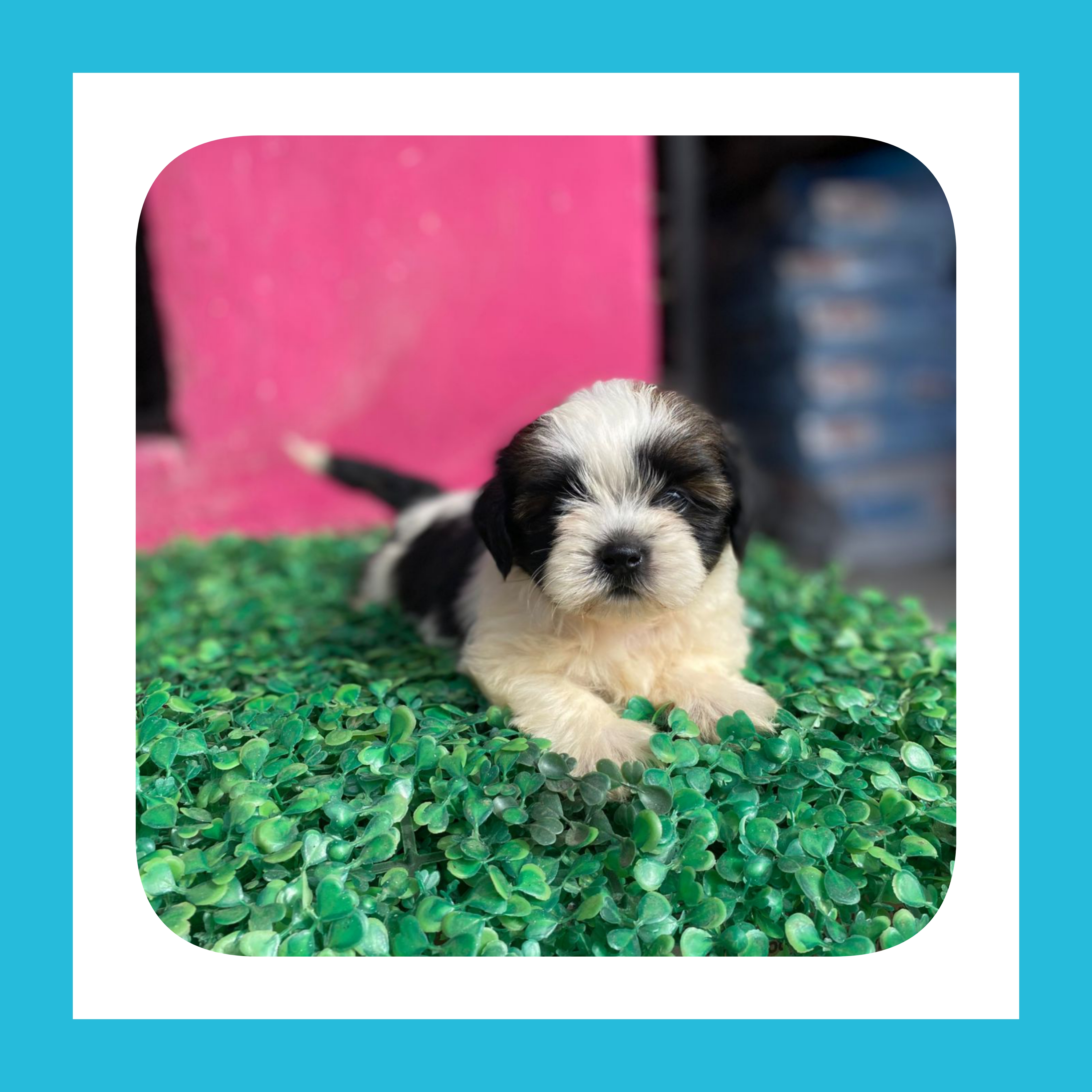 animales y mascotas - Shipoo ambos sexos calidad 1 A