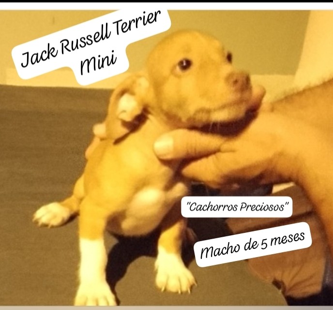 animales y mascotas - Jack Russell Terrier Chocolate queda uno aprovecha el precio!!! 2