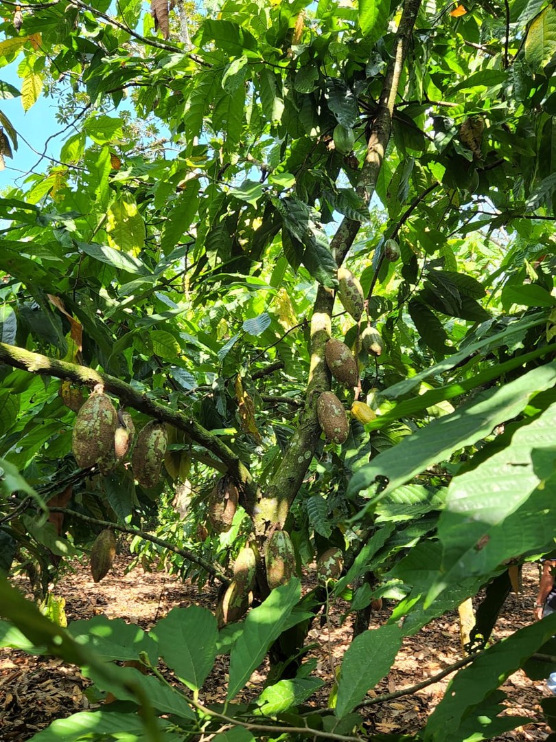 solares y terrenos - Finca 1,500 tareas sembrada de Cacao San Francisco de Macorís 1