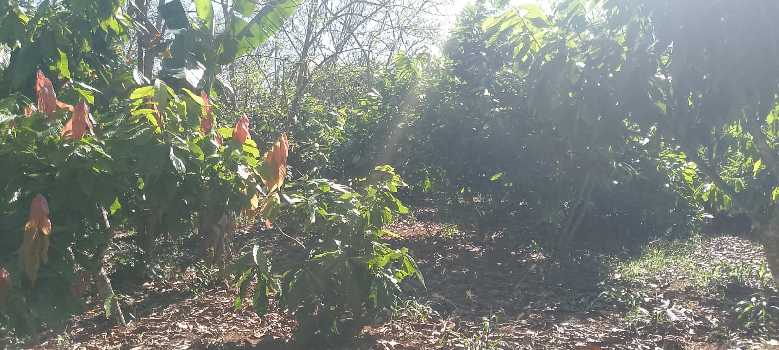 solares y terrenos - Vendo finca sembrada de cacao en el distrito municipal mamá Tingo (yamasa)48  3