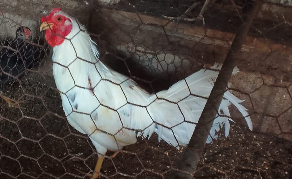 animales y mascotas - se vende gallo de pelea a buen precio si te interesa llamame o contarme  3