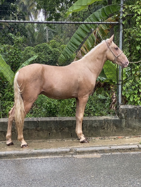 animales y mascotas - Vendo caballo de paso higuellano  joven de 4 año de registro  2