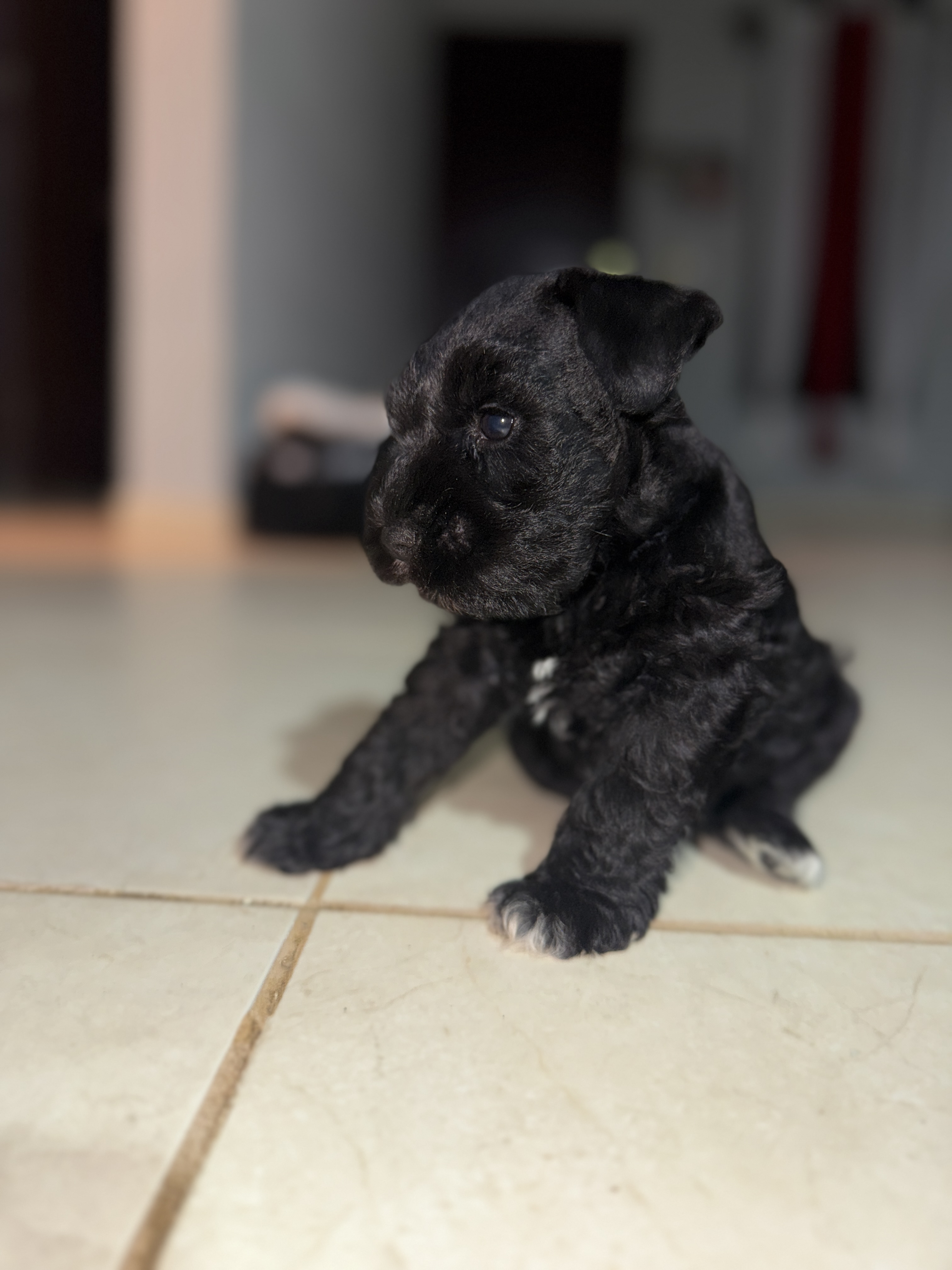 animales y mascotas - Mini Schnauzer Puro  1