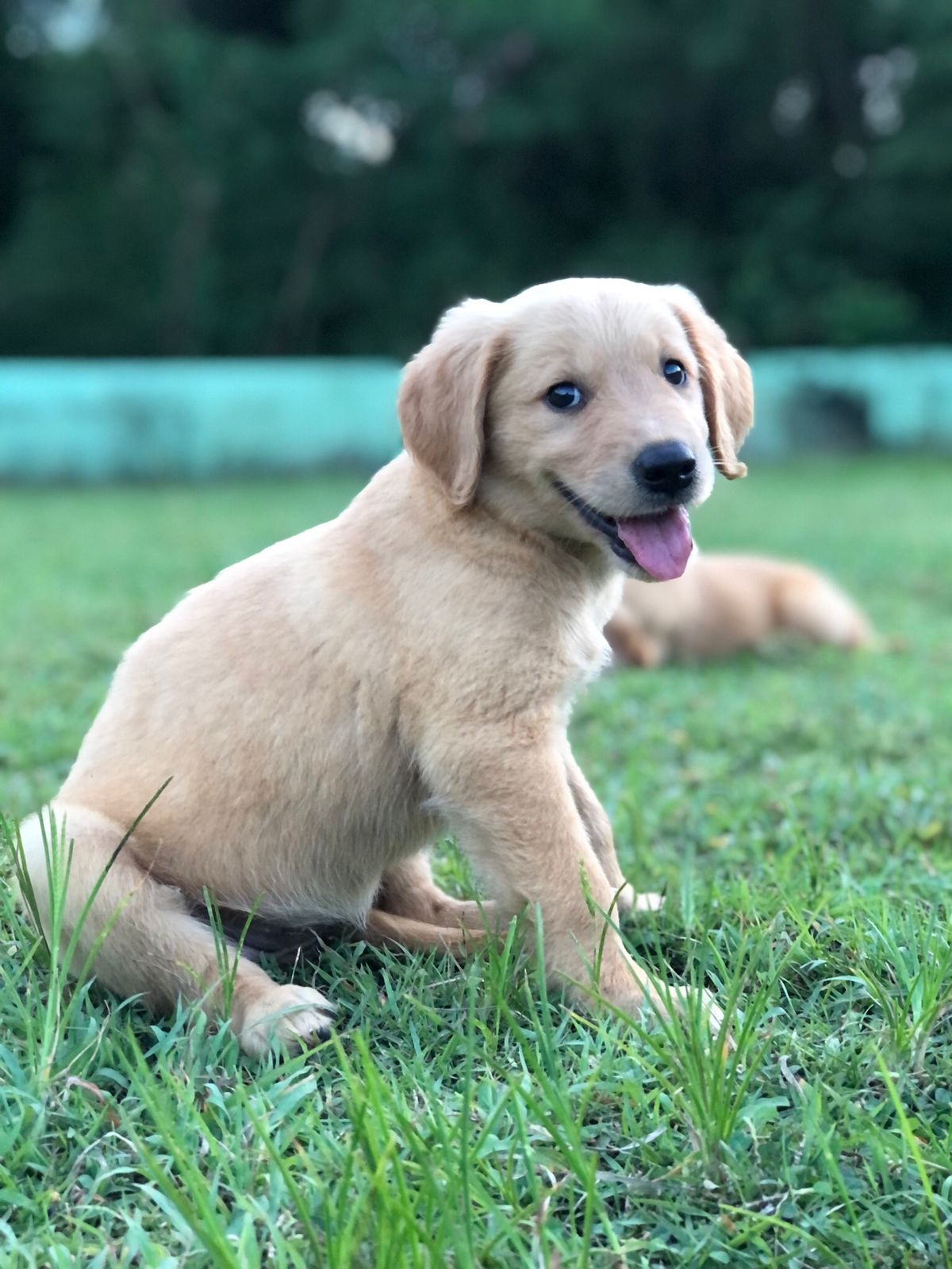 animales y mascotas - hermosos cachorros Golden retriever  1