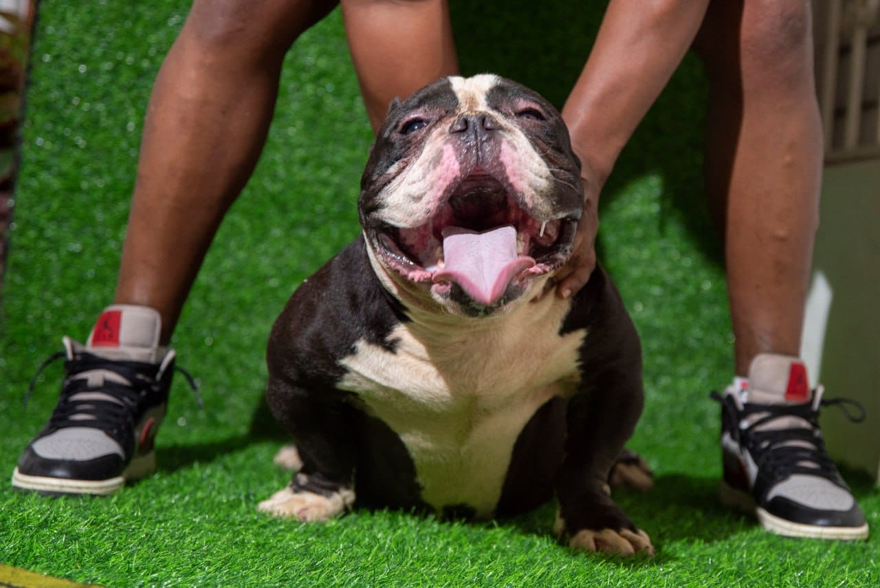 animales y mascotas - Cachorro American Bully 