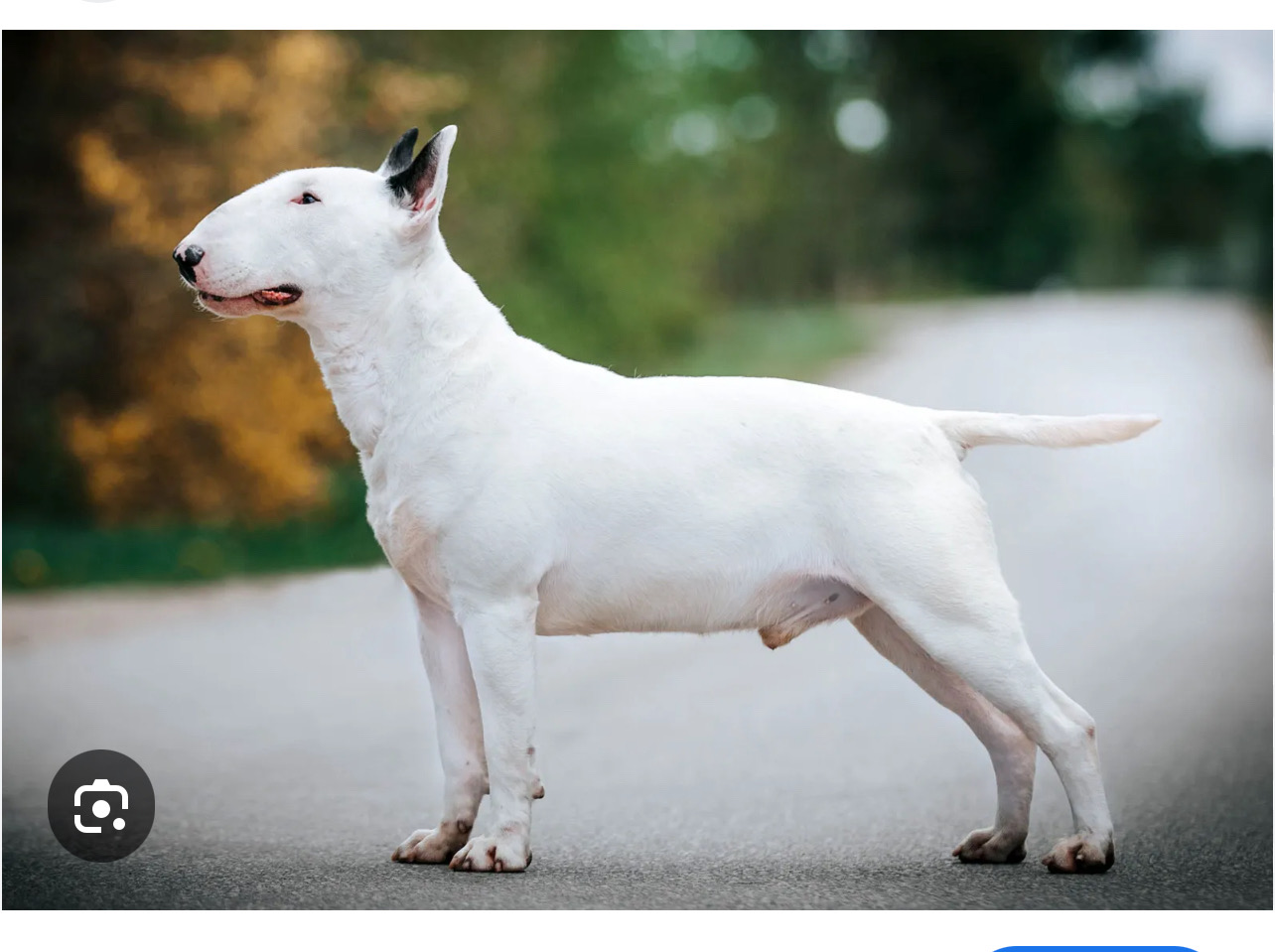 animales y mascotas - bull terrier  2