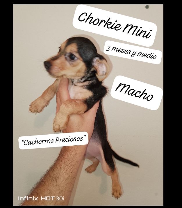 animales y mascotas - Chorkie Mini