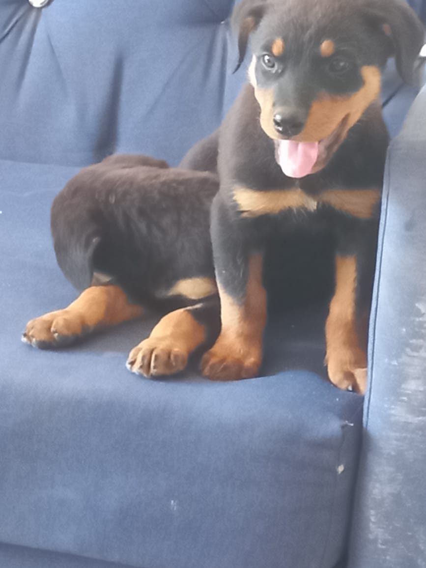 animales y mascotas - Cachorras Rottweiler Hembras  1