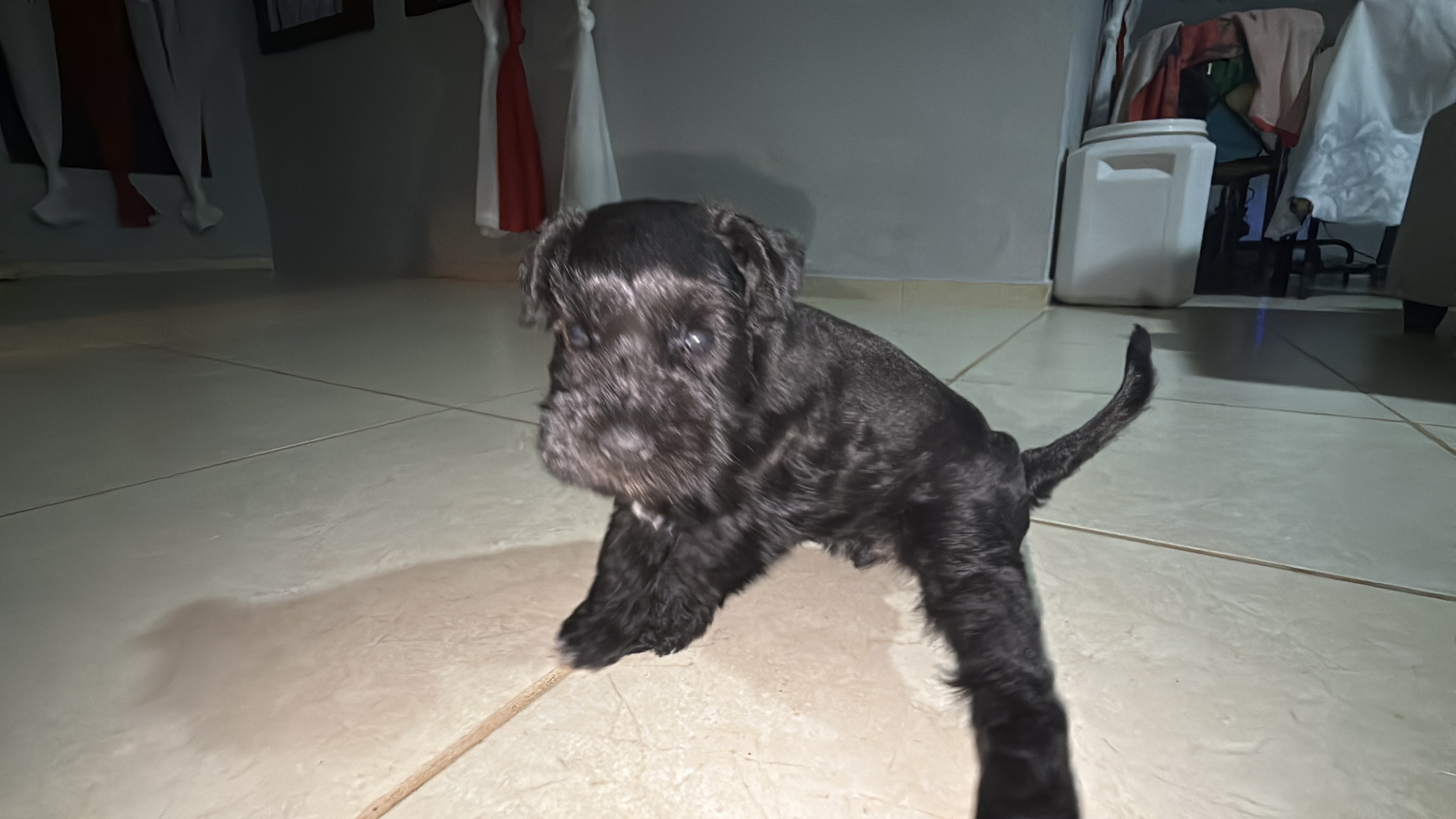 animales y mascotas - Mini Schnauzer Puro  2