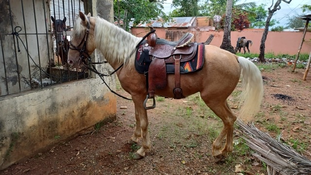 animales y mascotas - Vendo caballo de paso higuellano  joven de 4 año de registro 