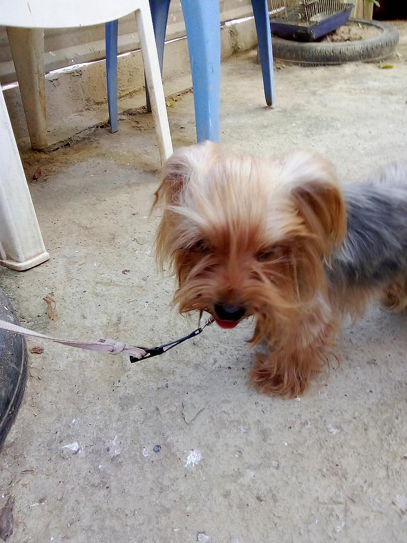 animales y mascotas - Yorky hembra 