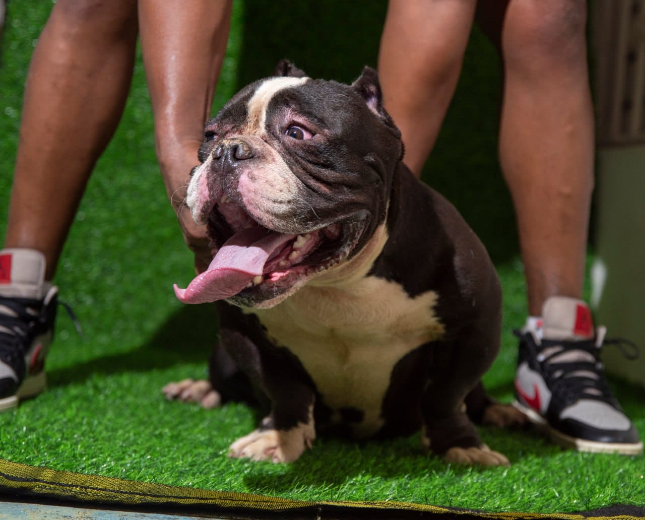 animales y mascotas - Cachorro American Bully  1