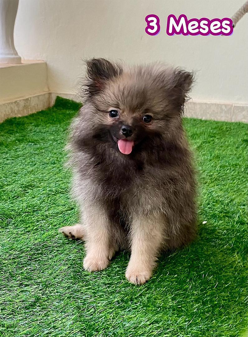 animales y mascotas - Cachorro Pomerania Disponible