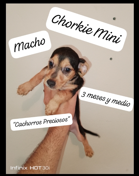 animales y mascotas - Chorkie Mini 1