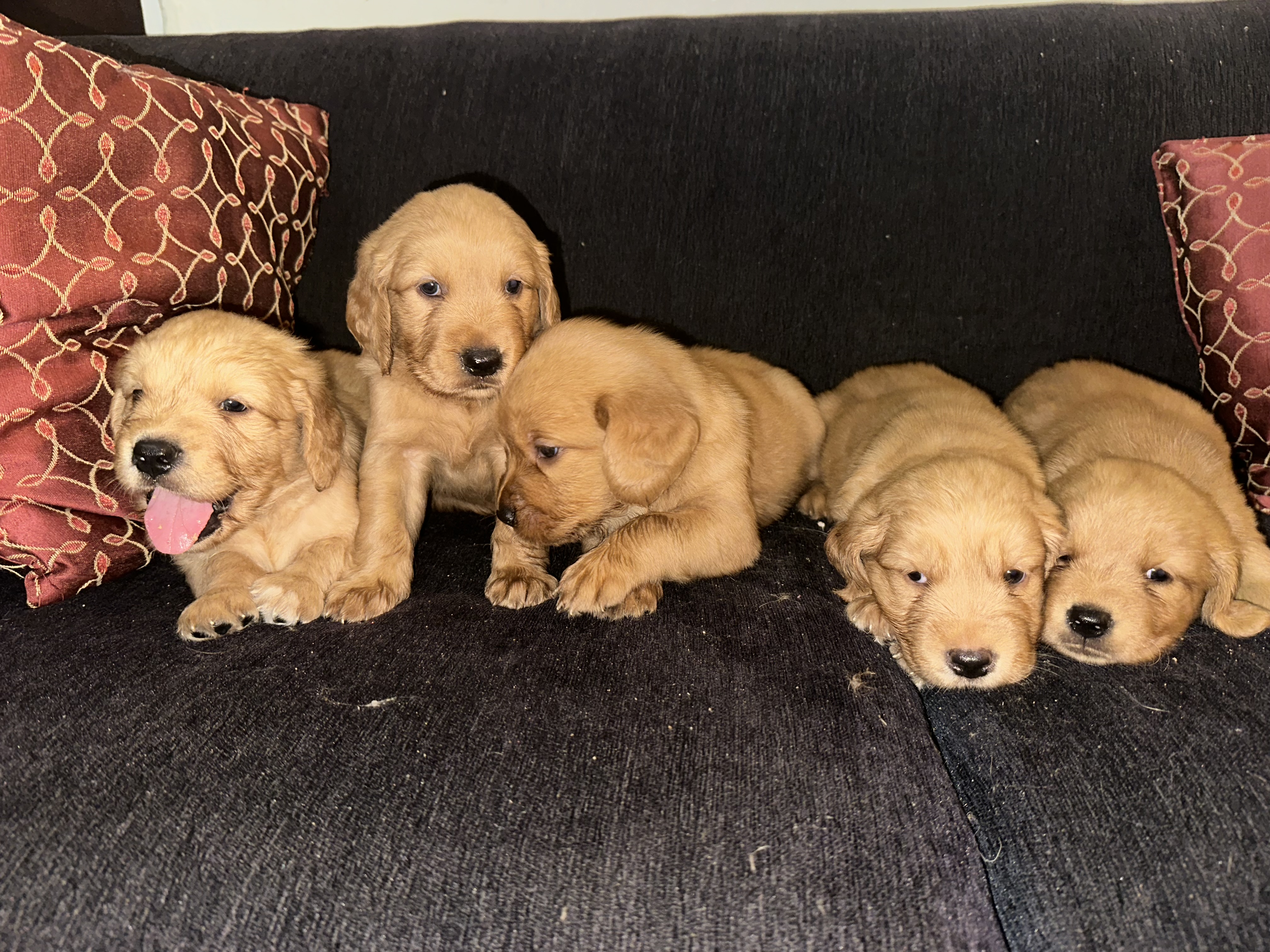 animales y mascotas - GOLDEN RETRIEVER - CACHORROS