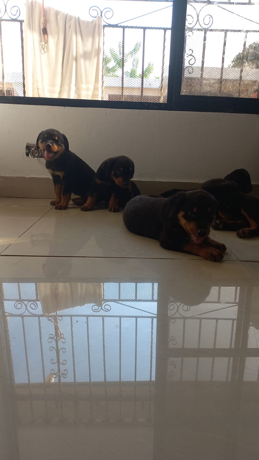 animales y mascotas - Cachorras Rottweiler Hembras  2