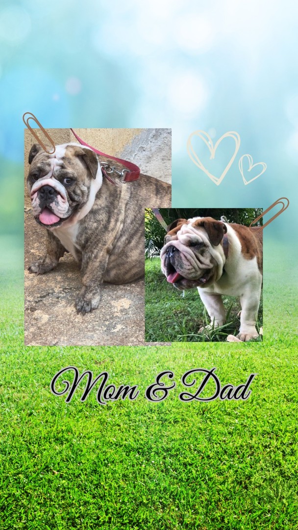 animales y mascotas - Bulldog Ingles Hembra a laventa 5