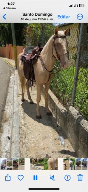 animales y mascotas - Vendo caballo de paso higuellano  joven de 4 año de registro  1