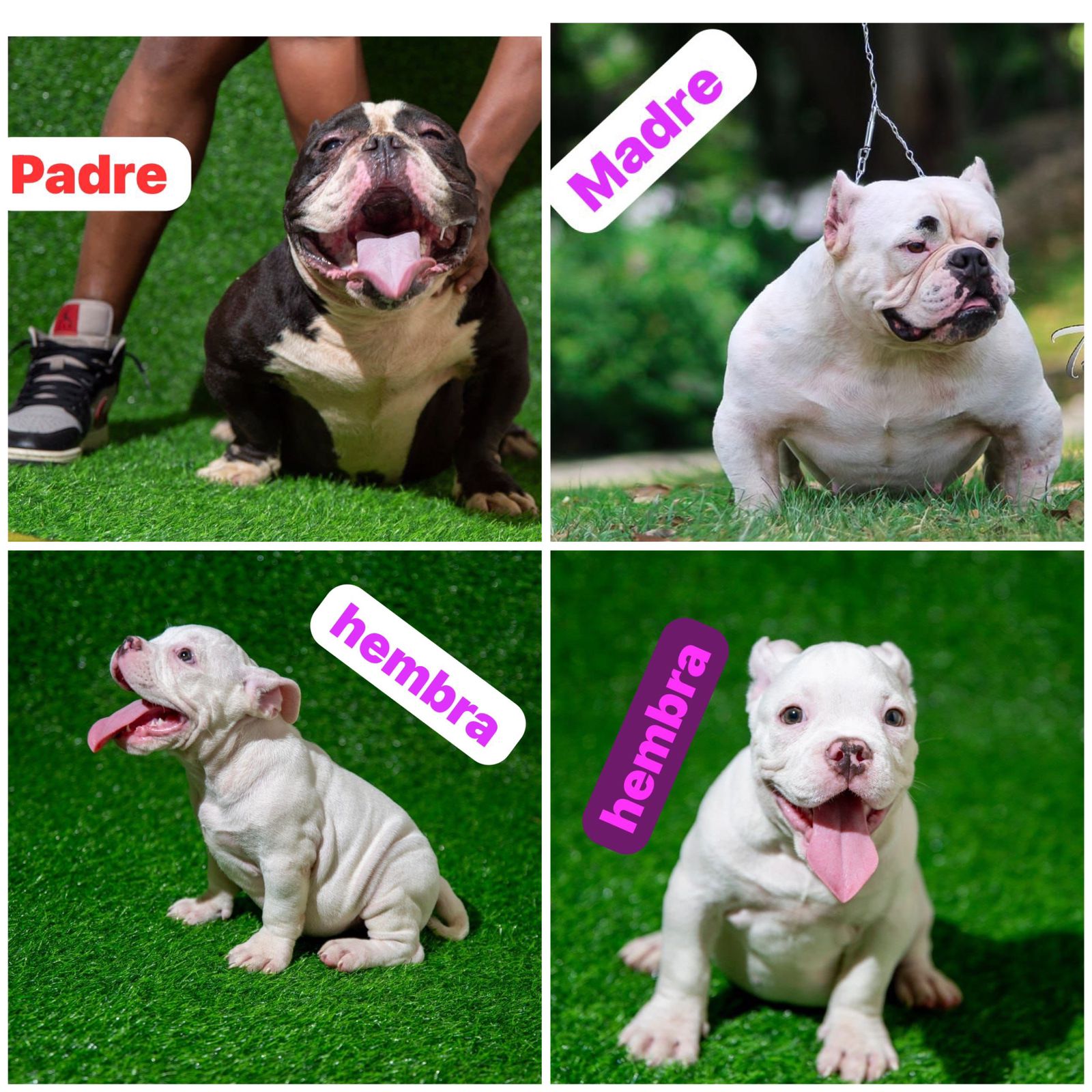 animales y mascotas - Cachorro American Bully  2