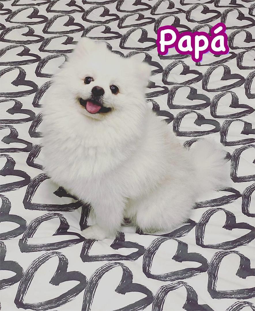 animales y mascotas - Cachorro Pomerania Disponible 1