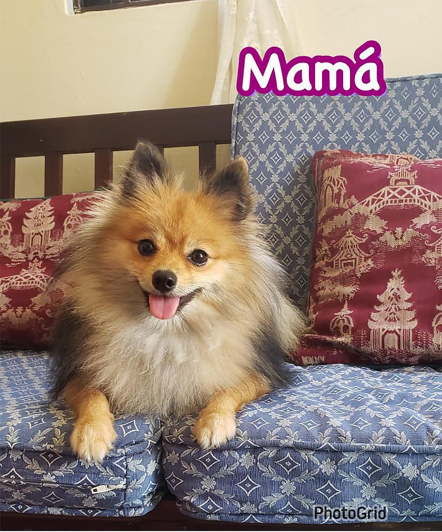 animales y mascotas - Cachorro Pomerania Disponible 2