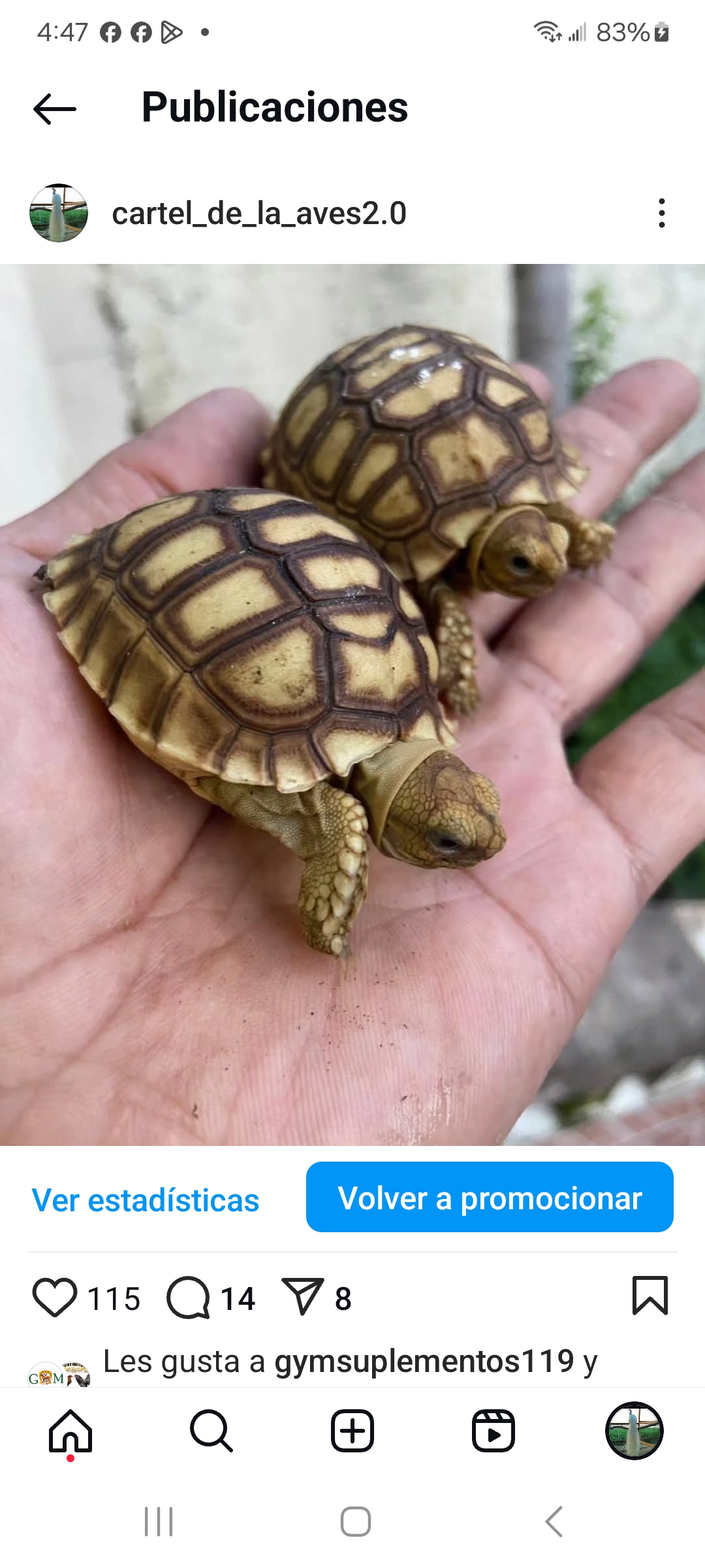 animales y mascotas - tortuga sulcata  0