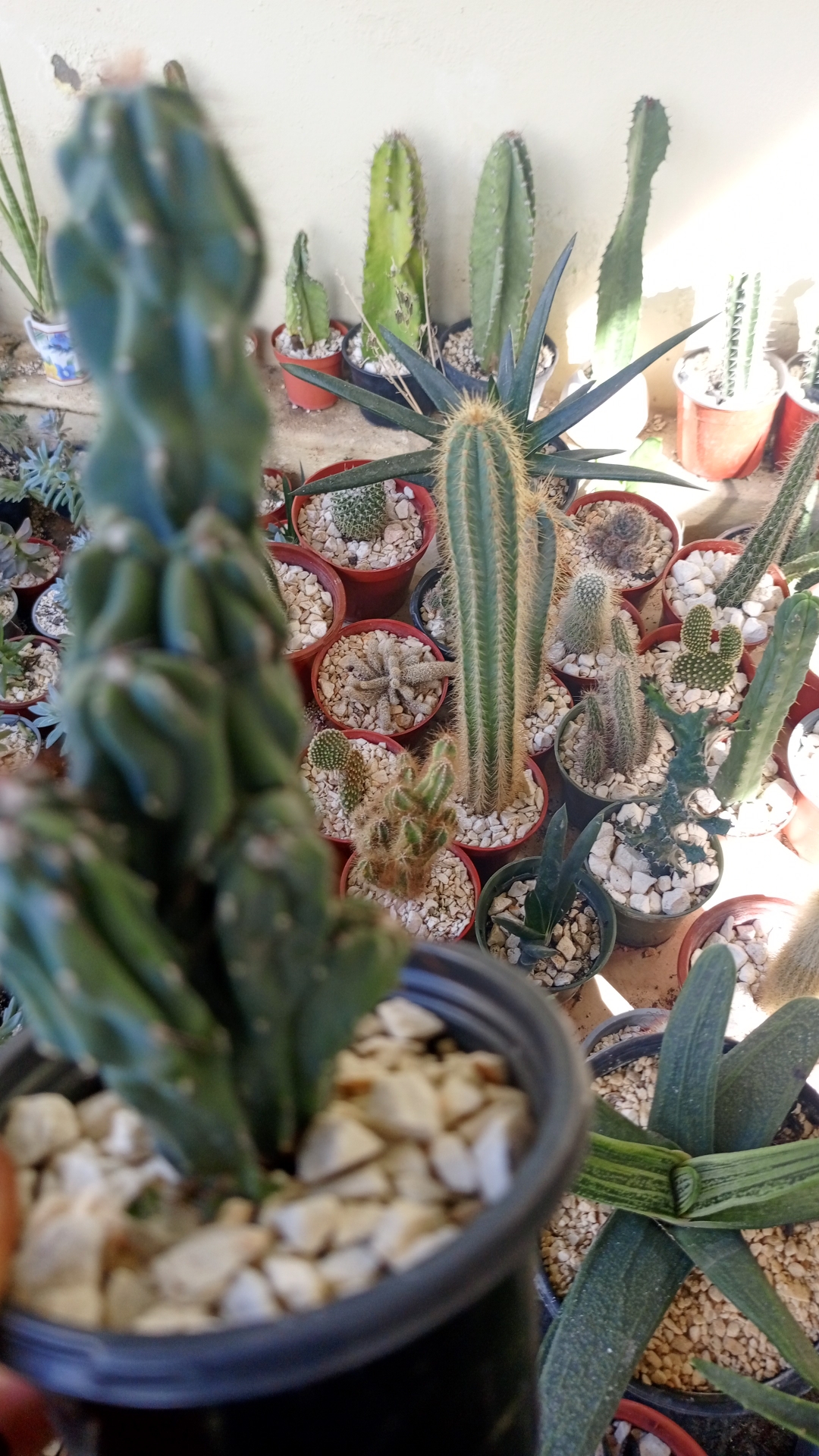 herramientas, jardines y exterior - Suc. y Cactus a mitad de precios, 4